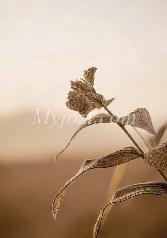 Skandinavisk fotokonst i naturliga toner, perfekt för en stilren och mysig atmosfär hemma.