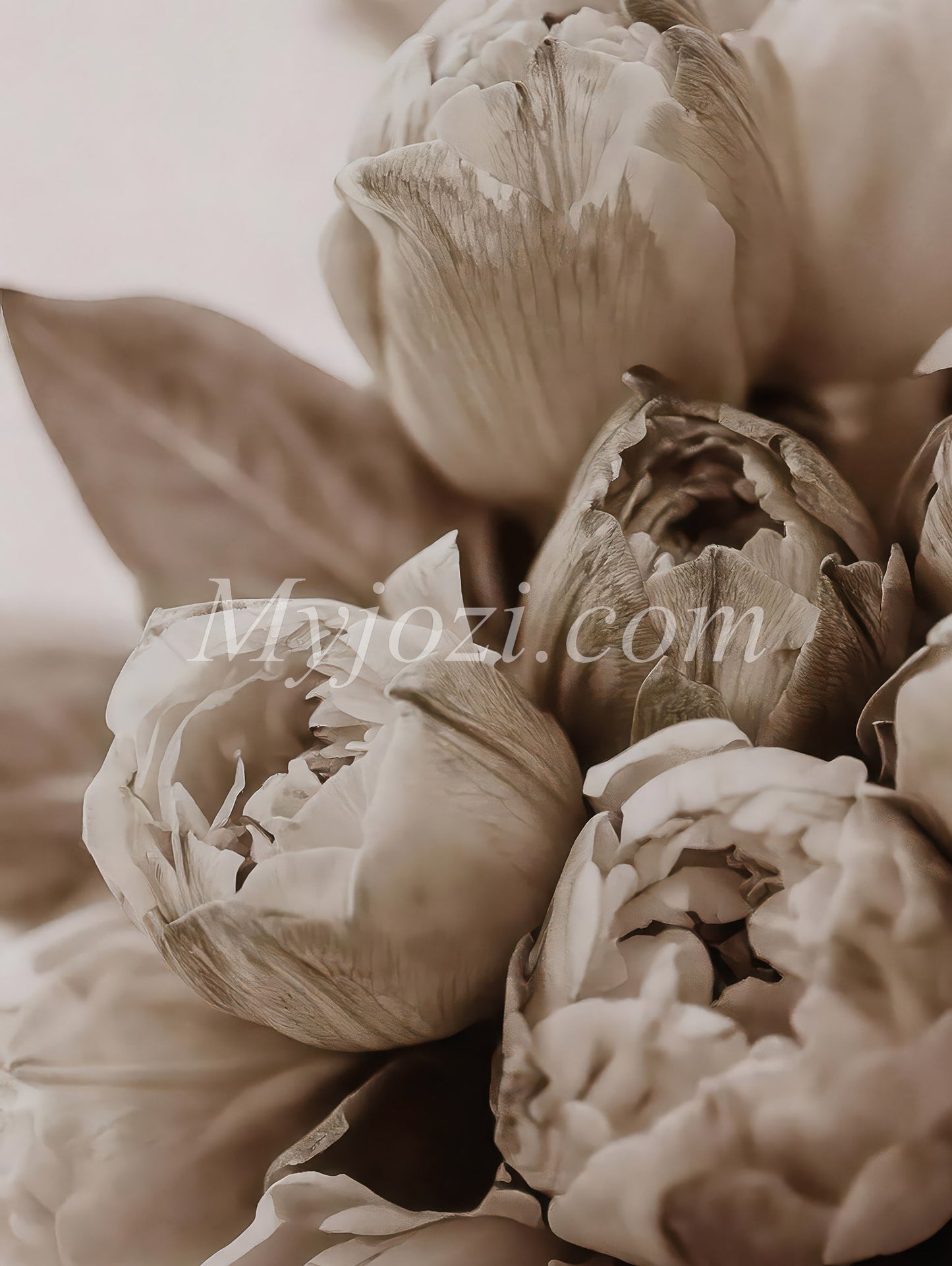 Rosia - Photo Posters For Scandinavian Feeling