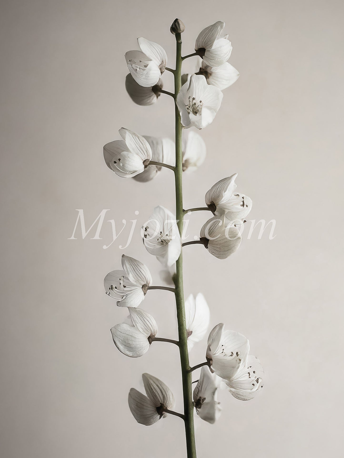 Black and White Poster with Green Detail - Arbor Florum