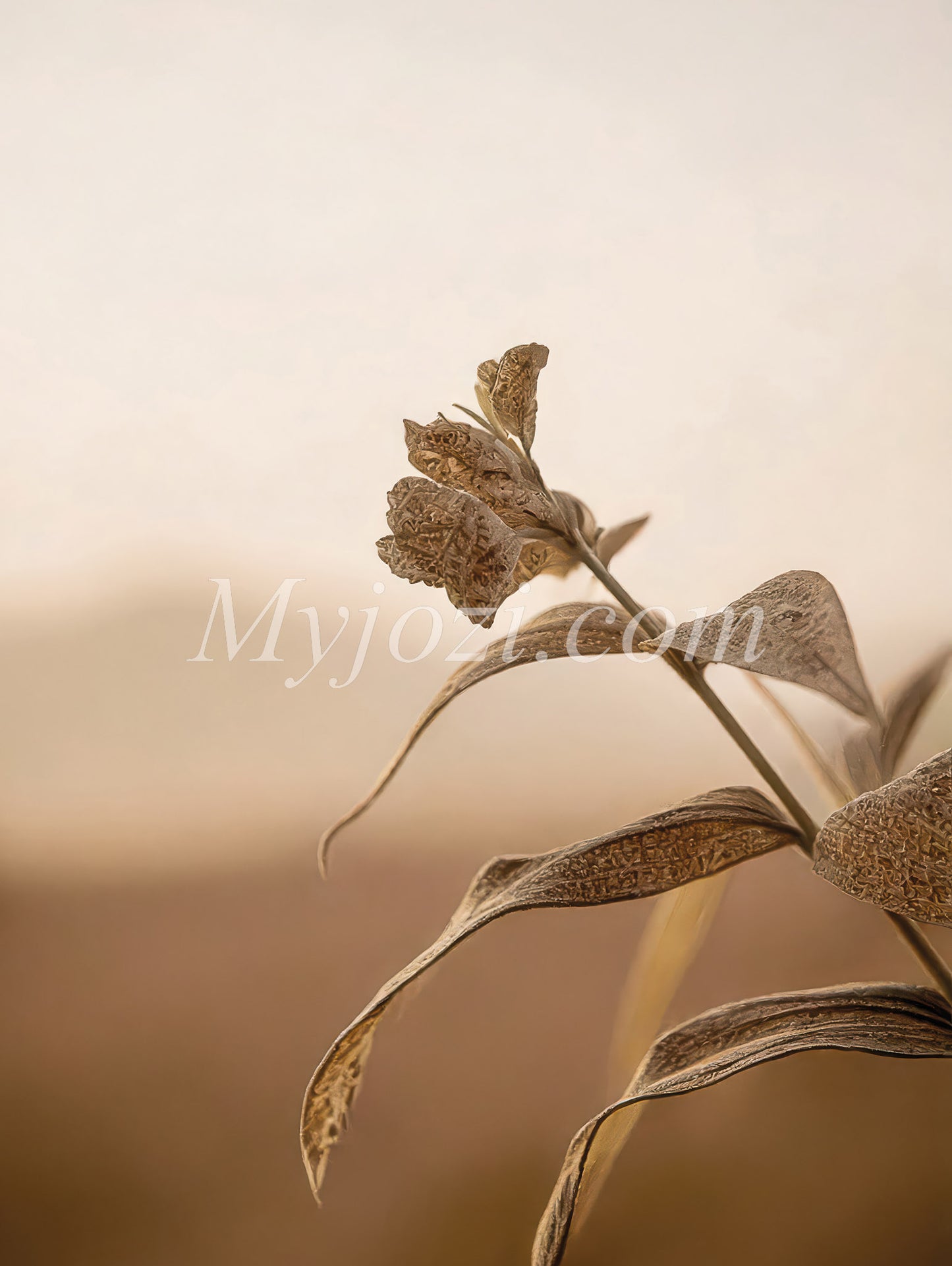 Nature Inspired Photo Poster - Golden Sunset