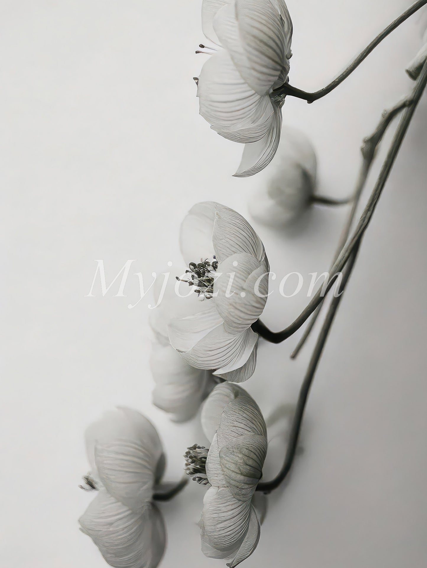 Black and White Photo Poster - Flowiana Owelia