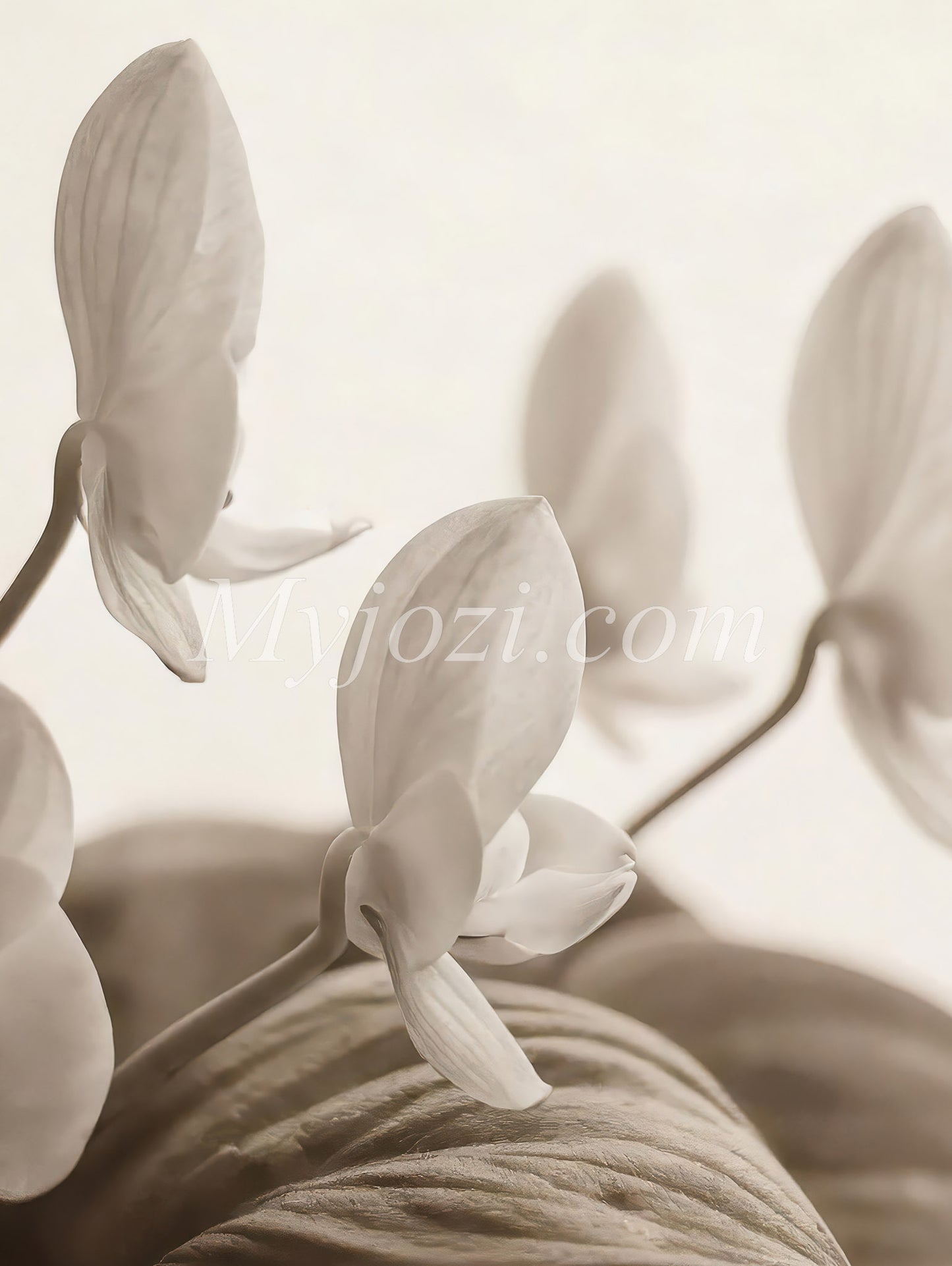 Poster Osawian Litico - Photo Poster Flowers
