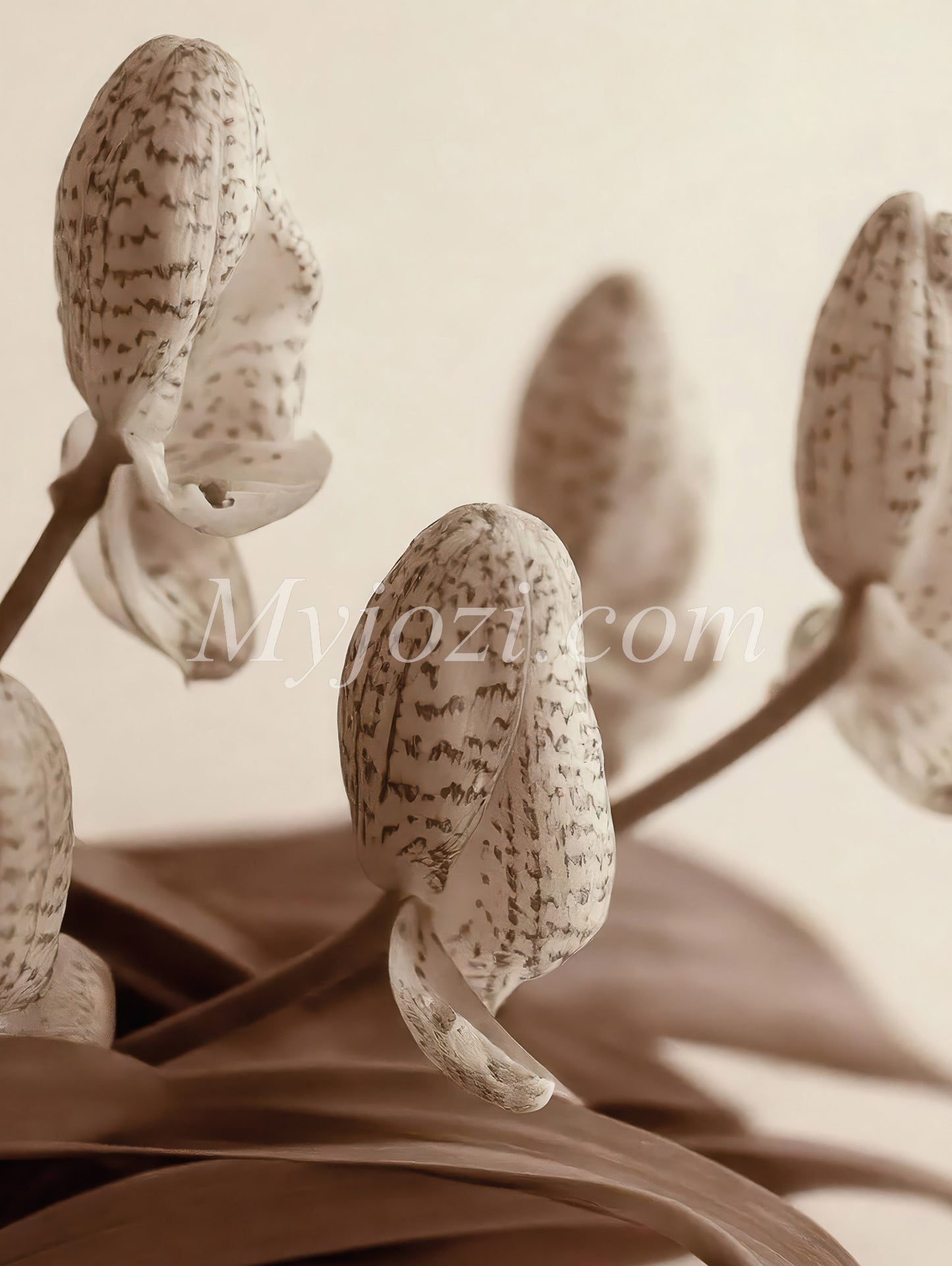 Photo poster Pompa Florum - Soft Character