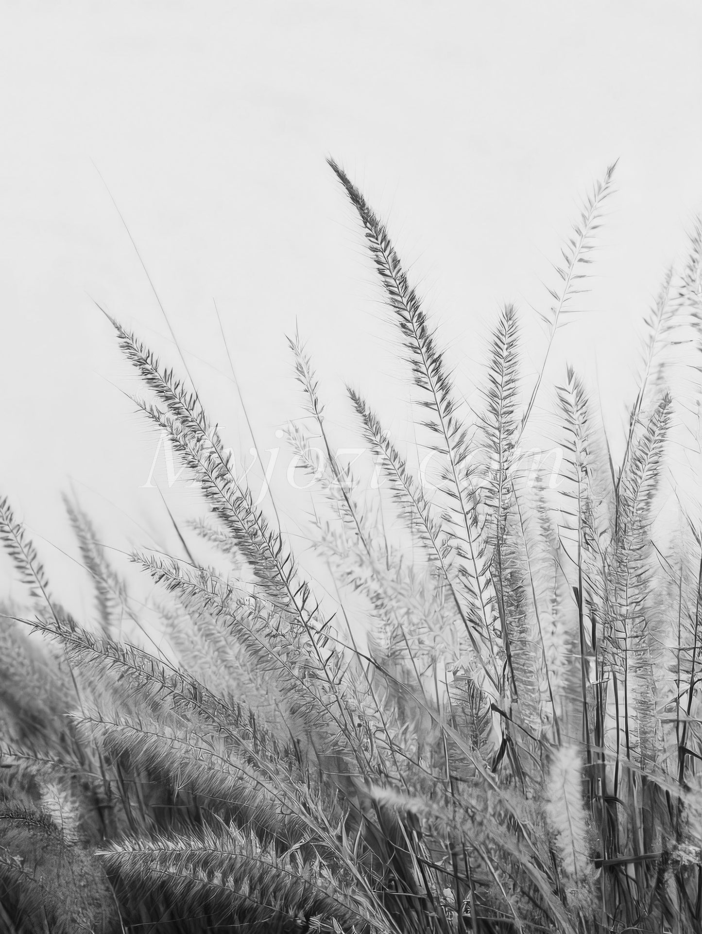 Black and White Photo Poster - Salwiona