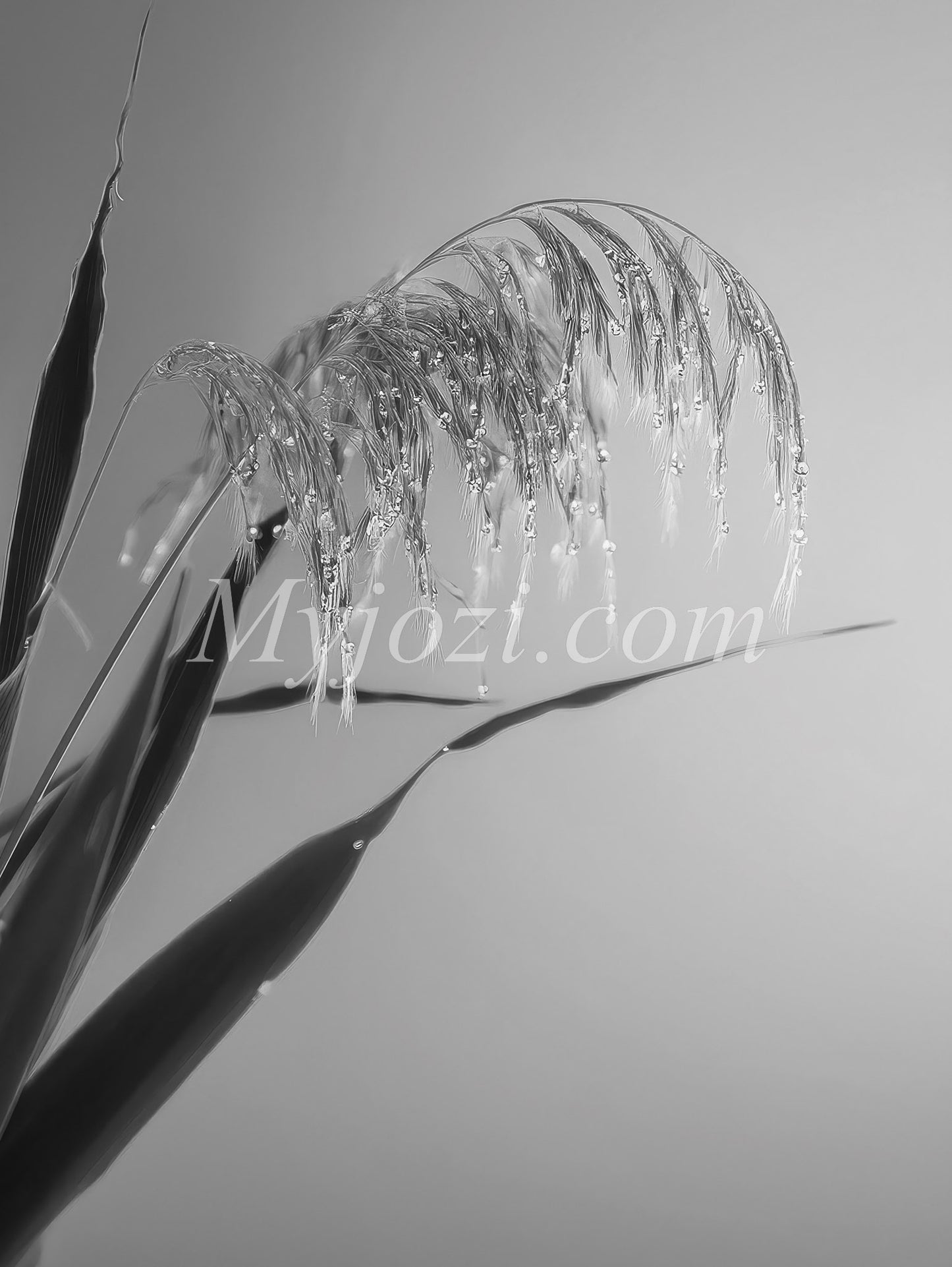 Black and White Poster - Photographic Art