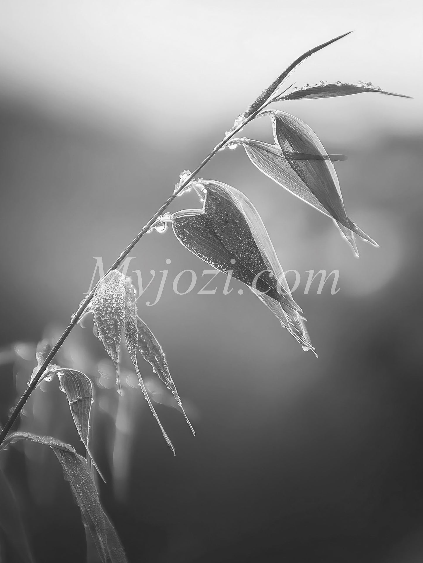 Black and White - Poster In Shiny Nature