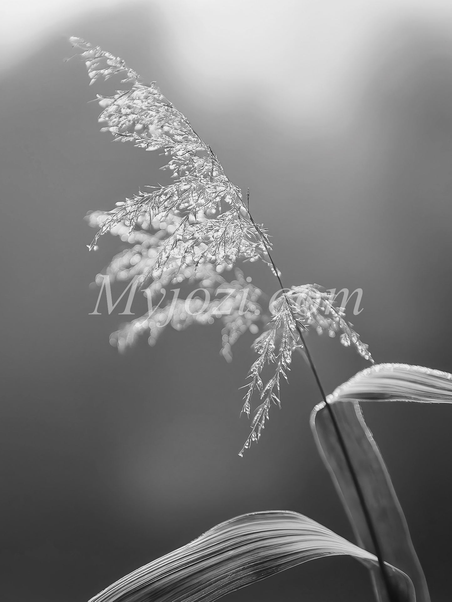 Black and White Photo Poster - Nature's World