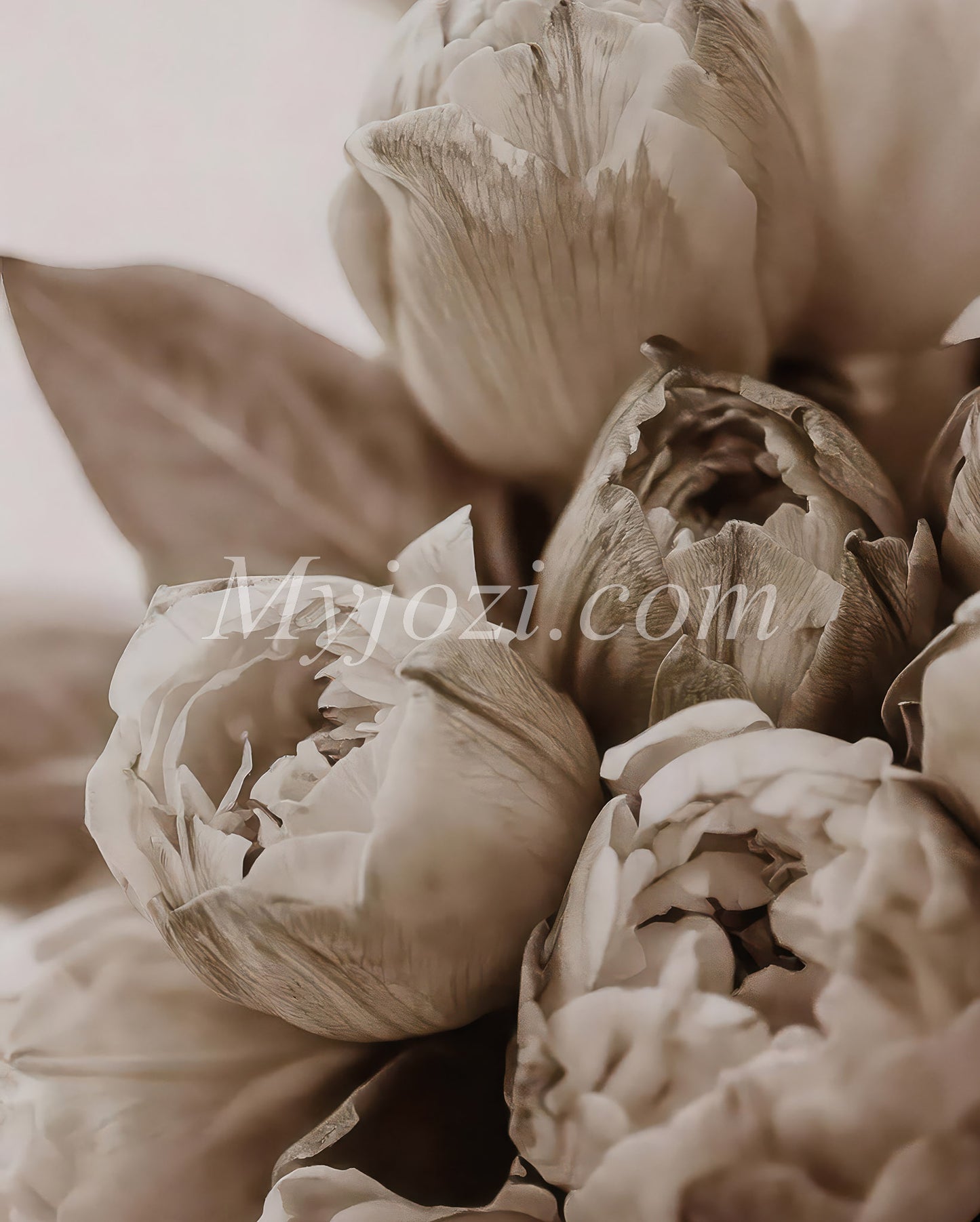 Rosia - Photo Posters For Scandinavian Feeling