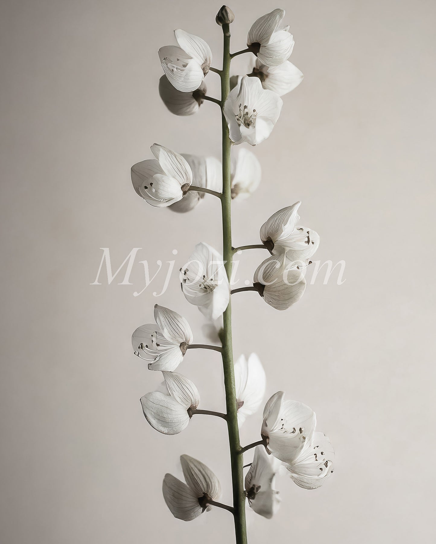 Black and White Poster with Green Detail - Arbor Florum