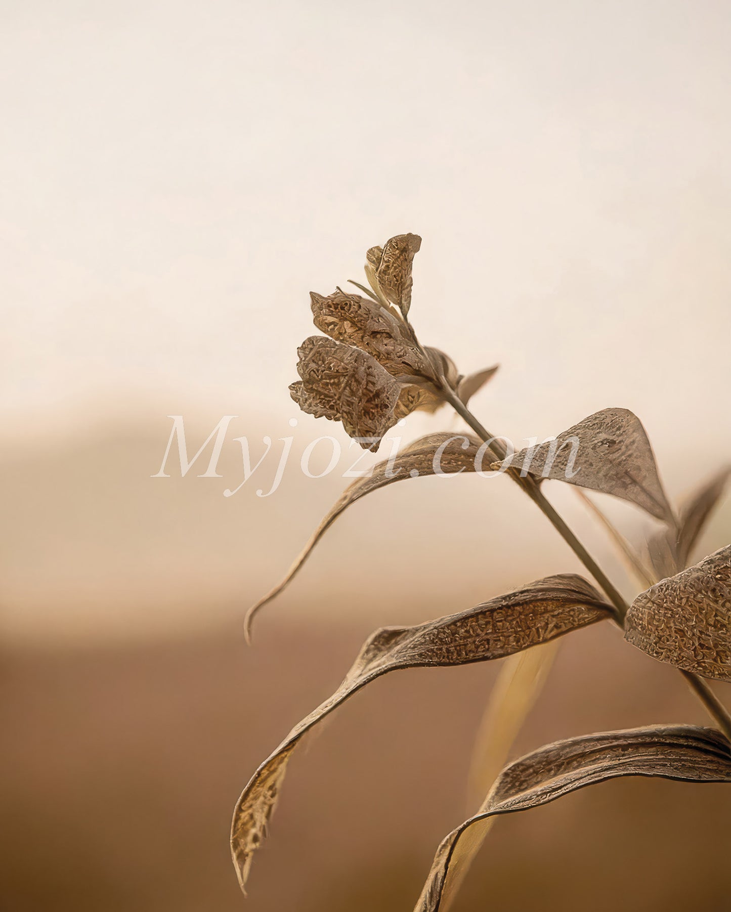 Nature Inspired Photo Poster - Golden Sunset