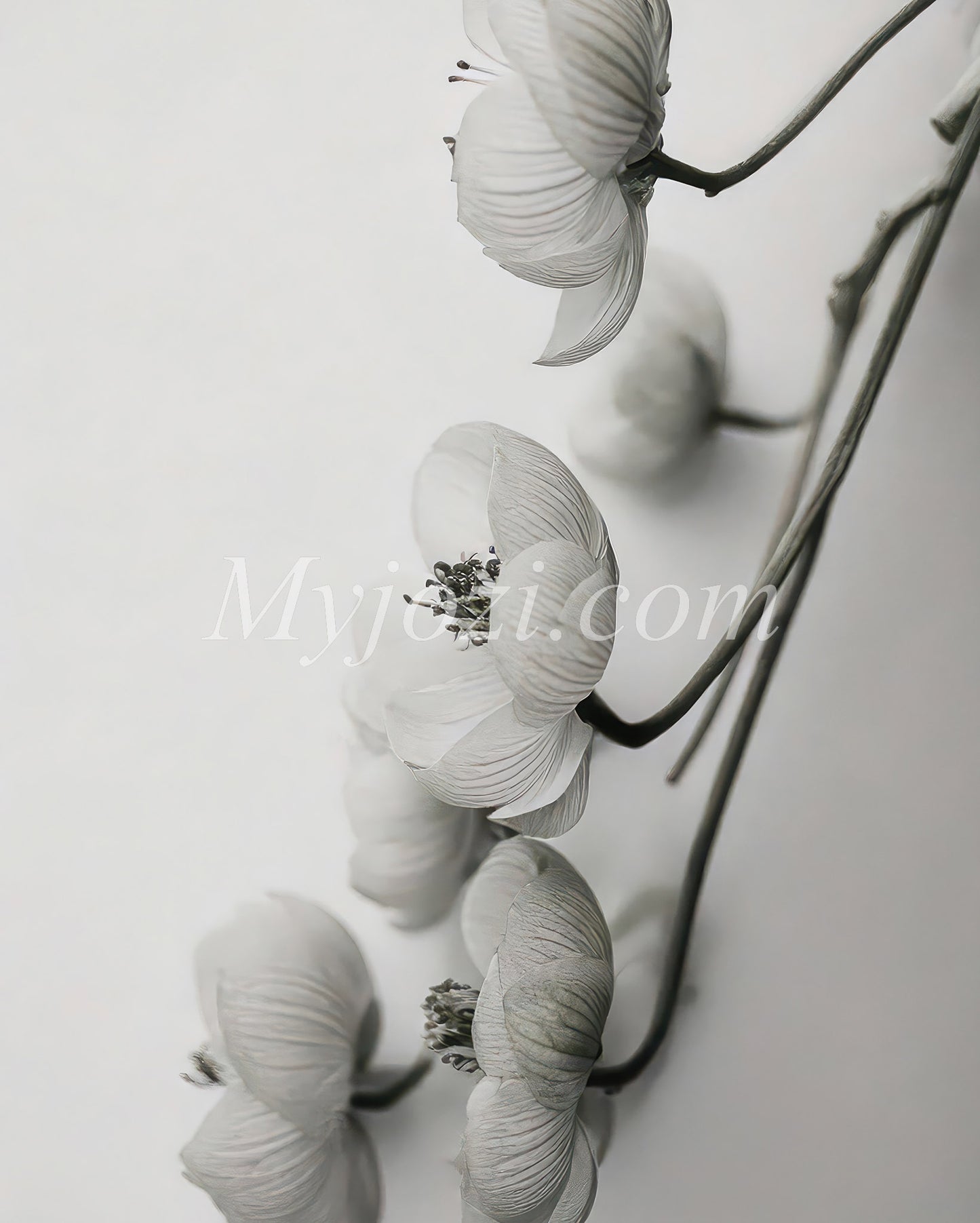 Black and White Photo Poster - Flowiana Owelia