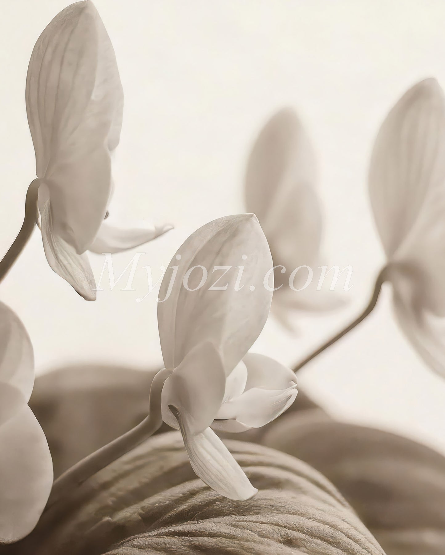 Poster Osawian Litico - Photo Poster Flowers