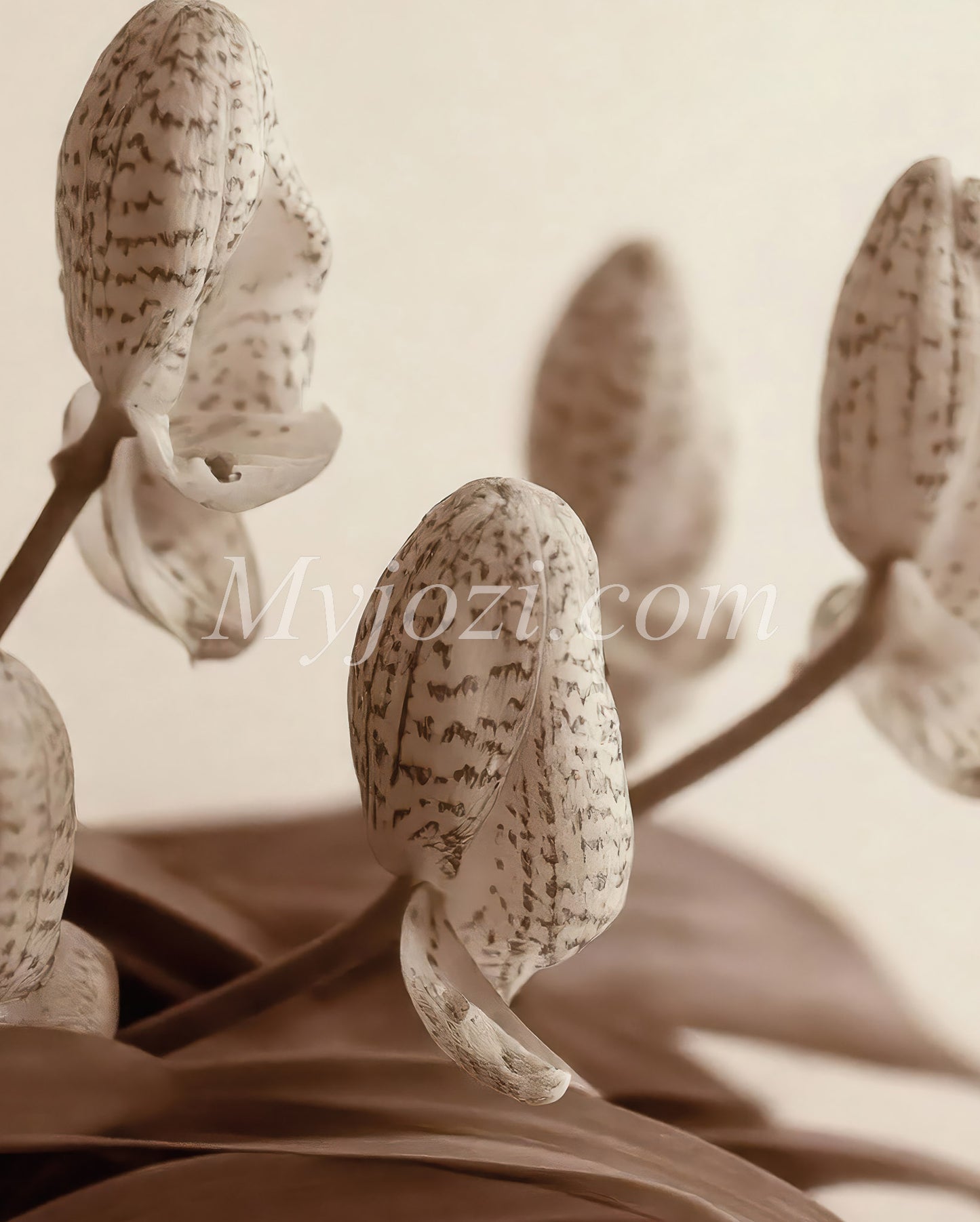 Photo poster Pompa Florum - Soft Character