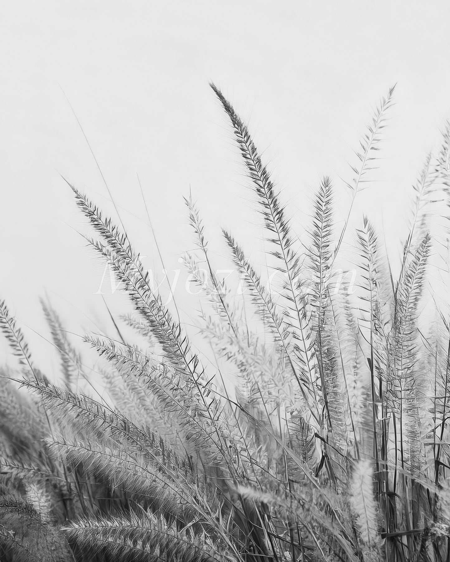 Black and White Photo Poster - Salwiona