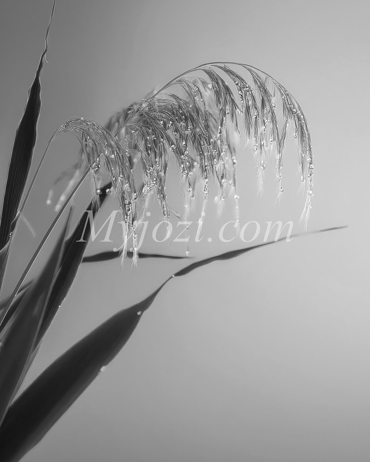 Black and White Poster - Photographic Art
