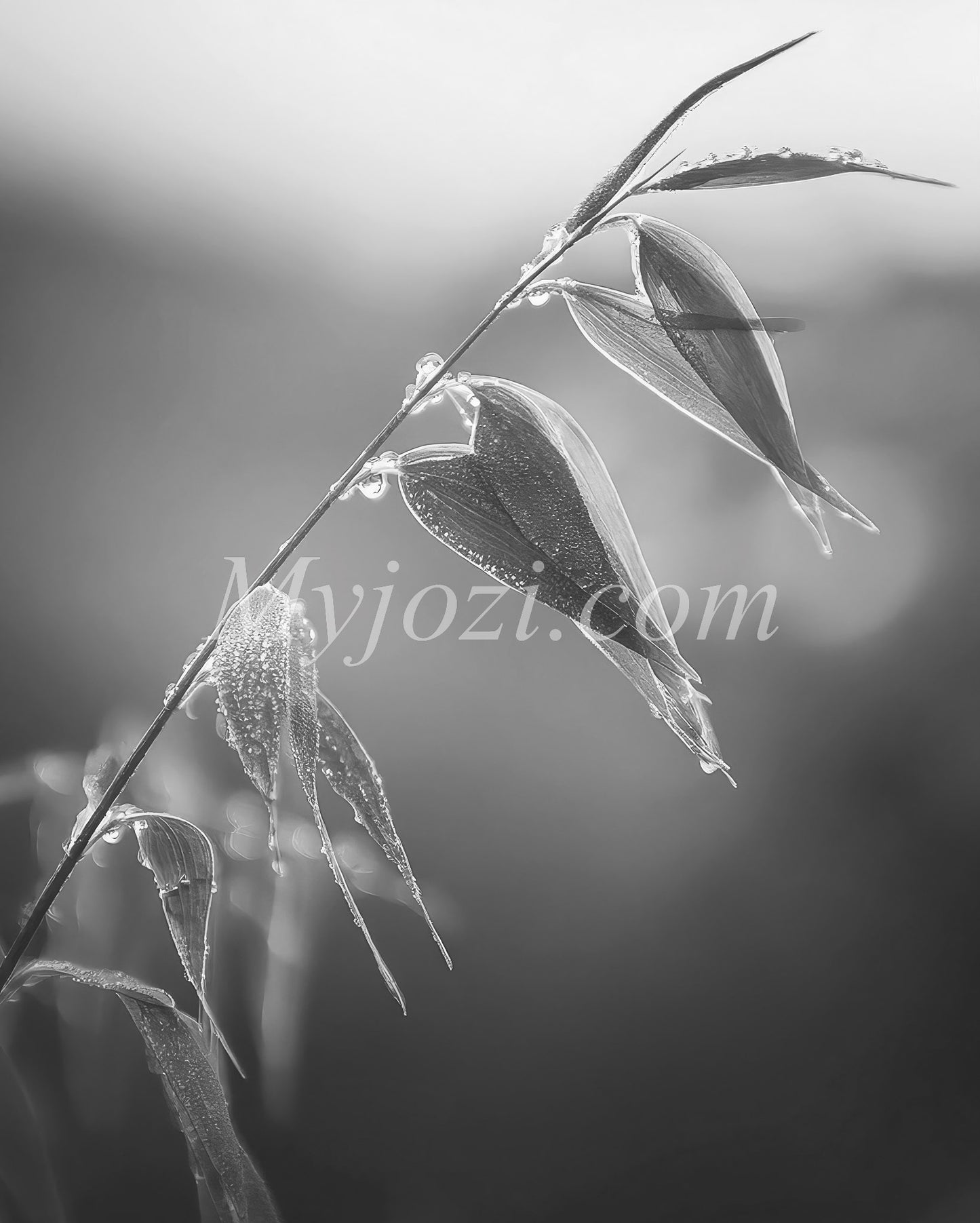 Black and White - Poster In Shiny Nature