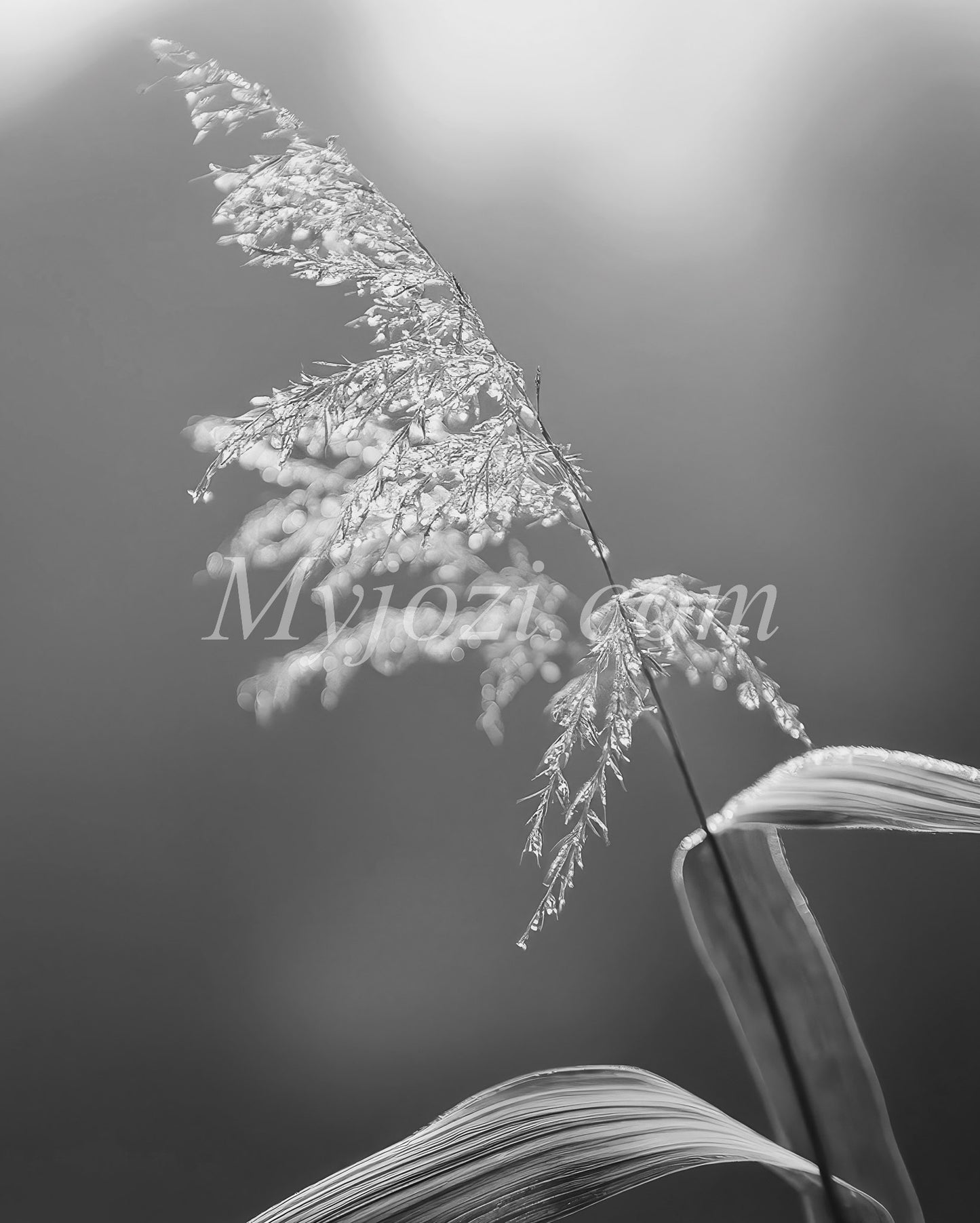 Black and White Photo Poster - Nature's World
