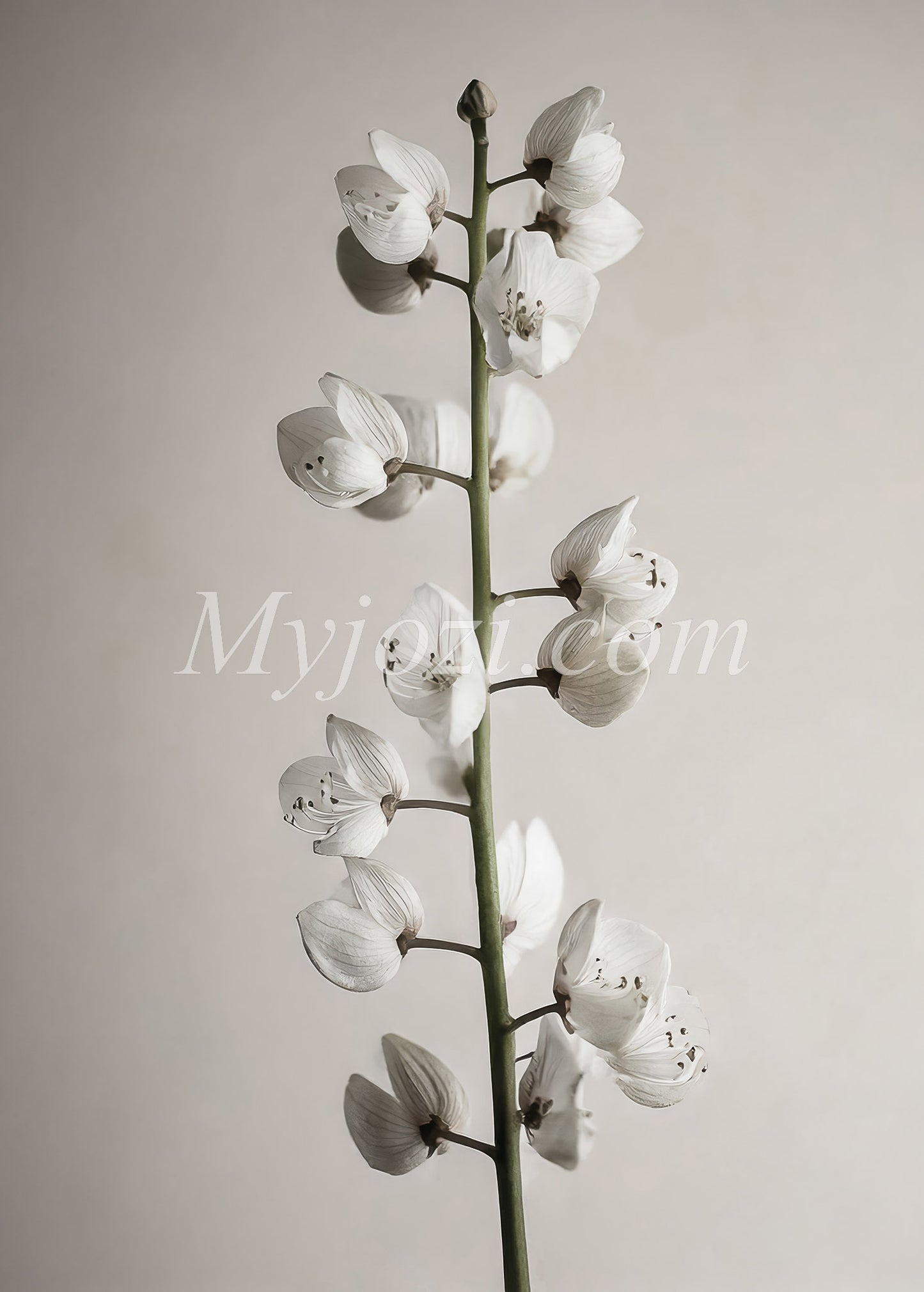 Poster Arbor Florum - Skandinavisk design i lugn och harmonisk stil, perfekt för alla rum.