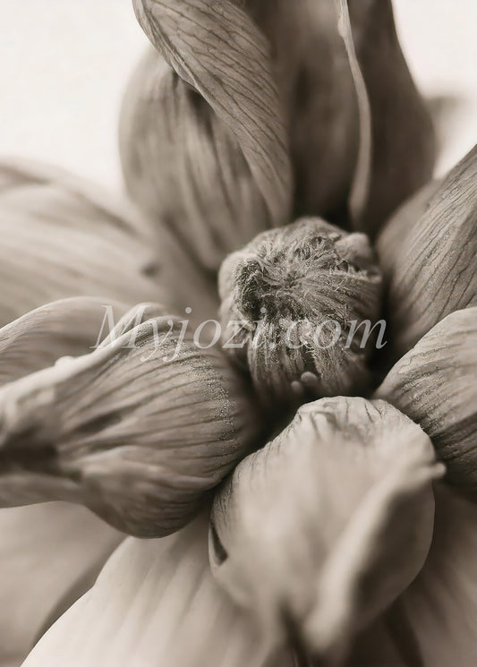 Blomman - Fotoposter I Mjuk Färgpalett