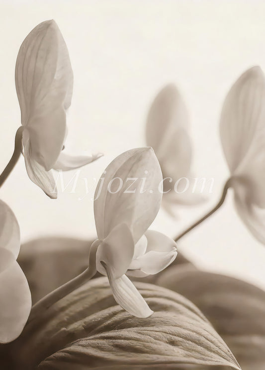 Poster Osawian Litico i jordnära färger - skapar en avkopplande och stilfull atmosfär hemma.