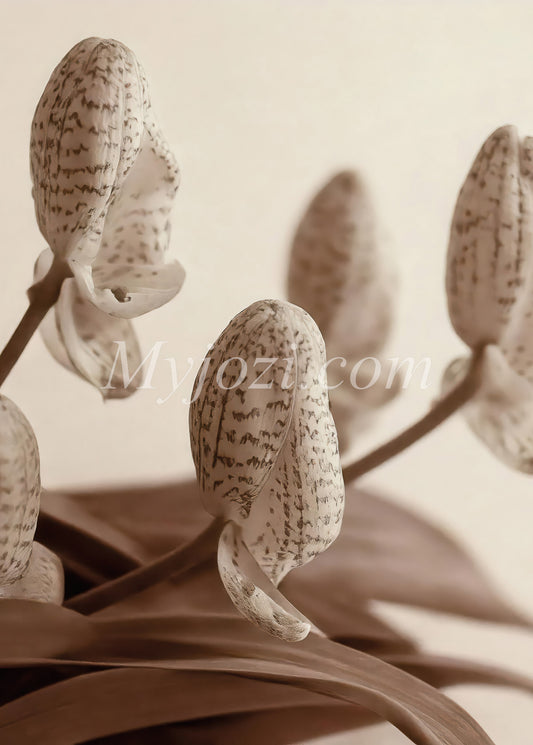 Elegant fotoposter i jordnära färger för avkoppling och stilfullhet.