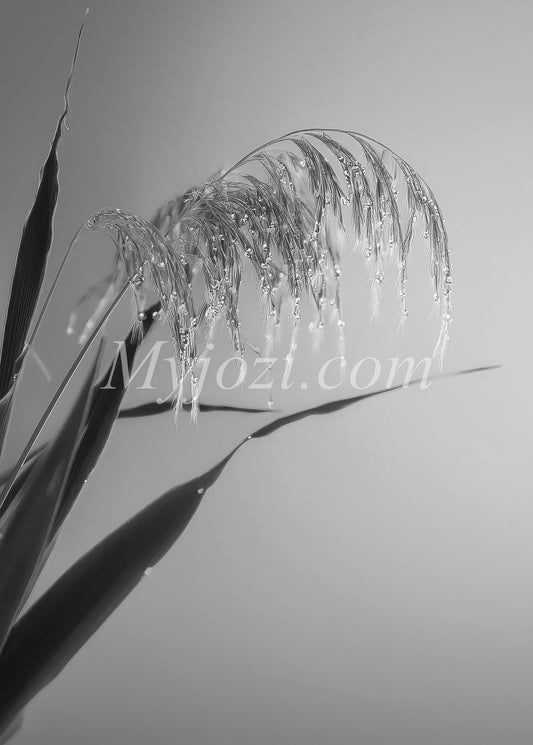 Poster Green Moment - Minimalistisk naturmotiv i monokroma toner för en rogivande atmosfär, Svartvitt.