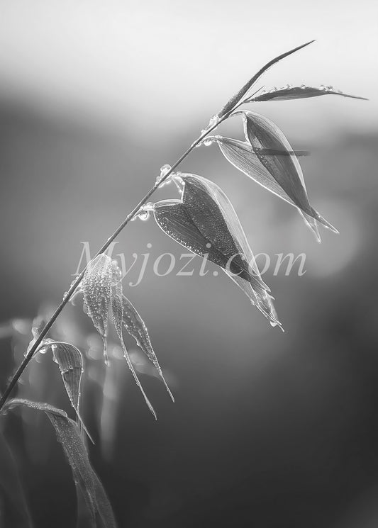 Svartvit Enkel och elegant poster med naturmotiv i dämpade toner.