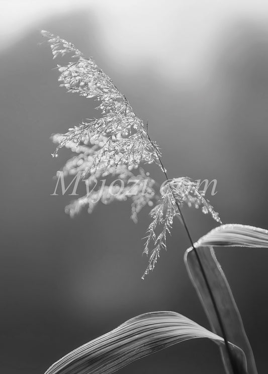 En stilren och lugnande poster med naturinspirerat motiv för det skandinaviska hemmet, i svartvitt