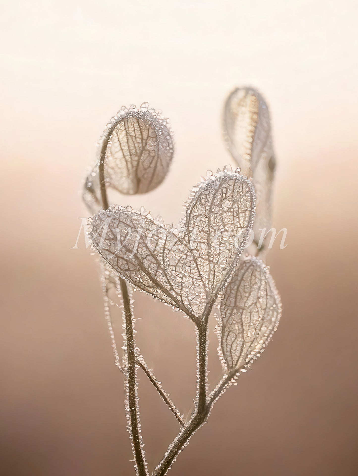 Fantastic Poster Heartio Beatey - Photo Art