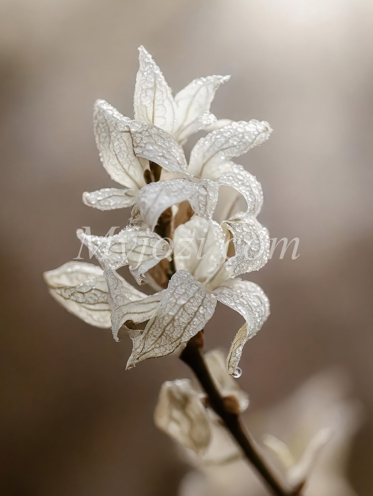 Experience Photo Poster Liljio - Nature-Inspired Beauty