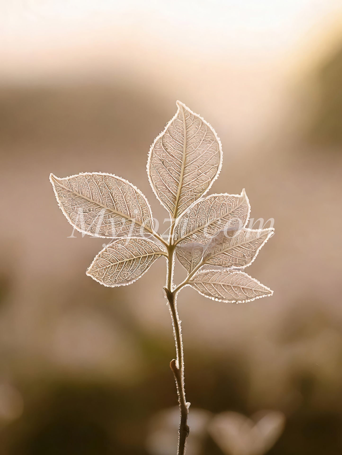 Photo poster Lefion - Nature's warm barrier