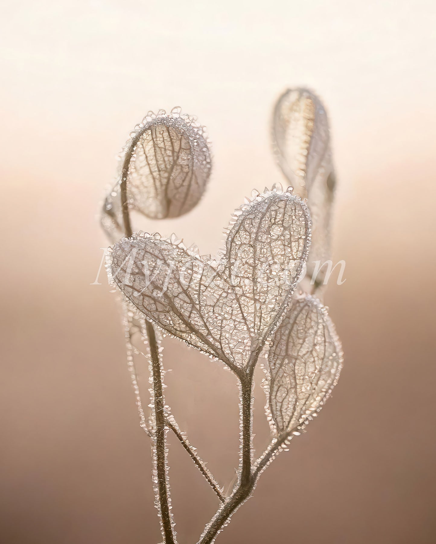 Fantastic Poster Heartio Beatey - Photo Art