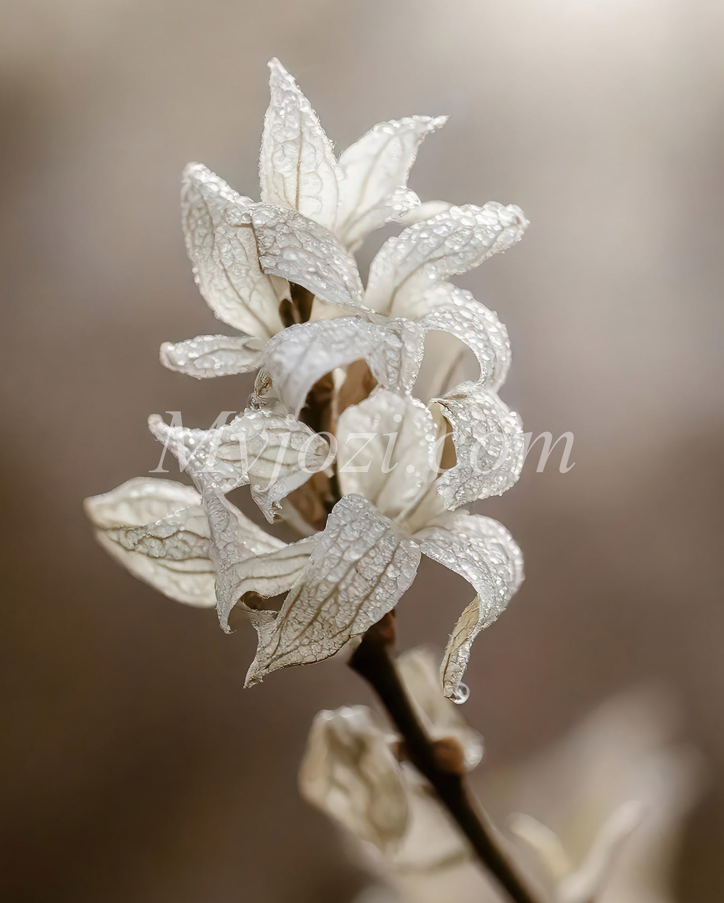 Experience Photo Poster Liljio - Nature-Inspired Beauty
