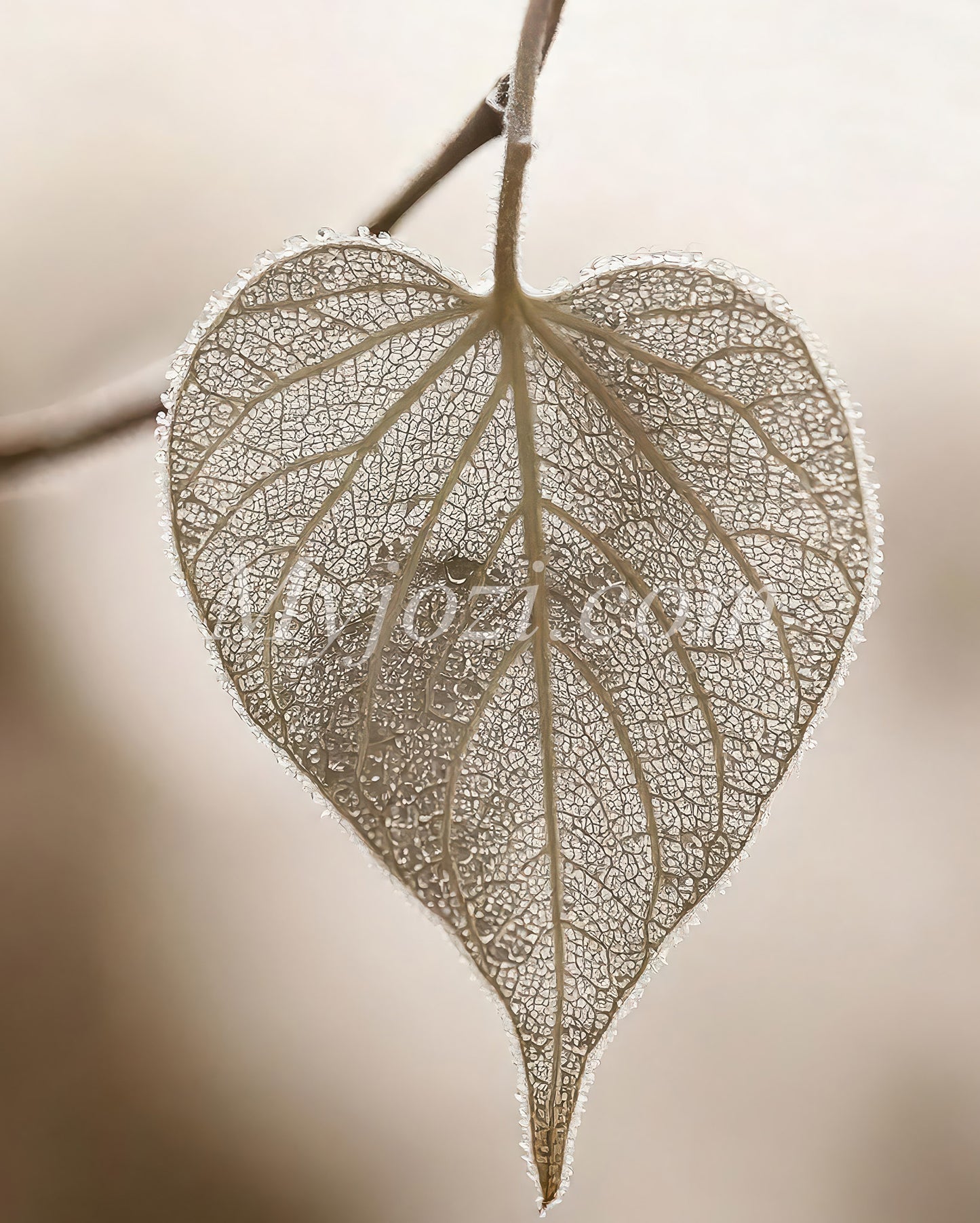 Photo poster Vilia - Natural love