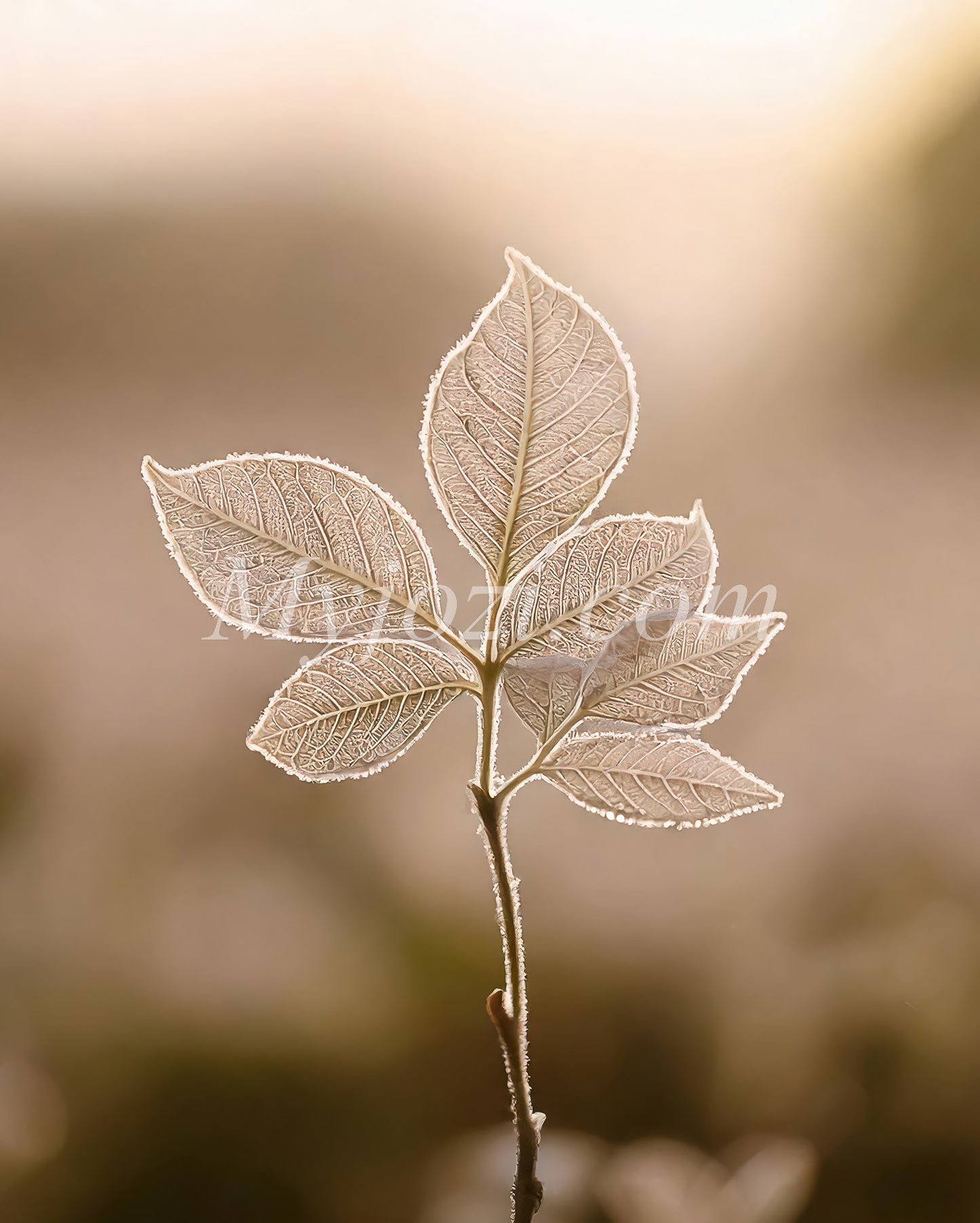 Photo poster Lefion - Nature's warm barrier