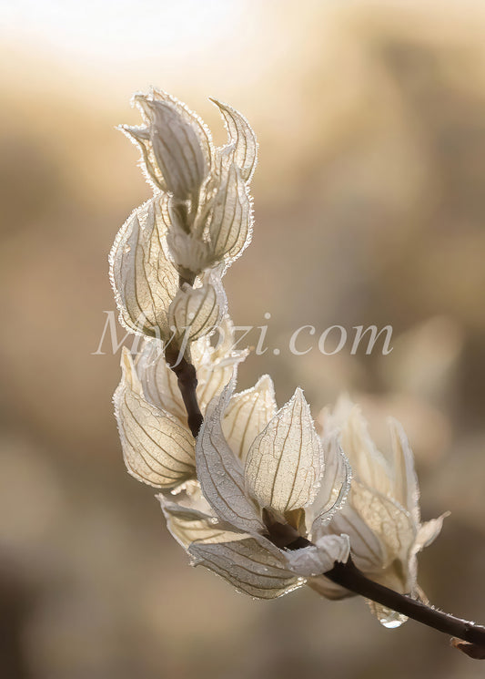 Berika Hemmet - Fotoposter Fotina Levona