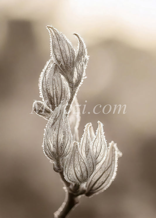 Poster Tulio Venia - Tidlös fotokonst med naturinspiration för lugn atmosfär.