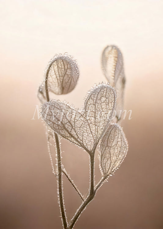 En tidlös fotoposter av naturens underverk för lugn och balans i ditt hem.