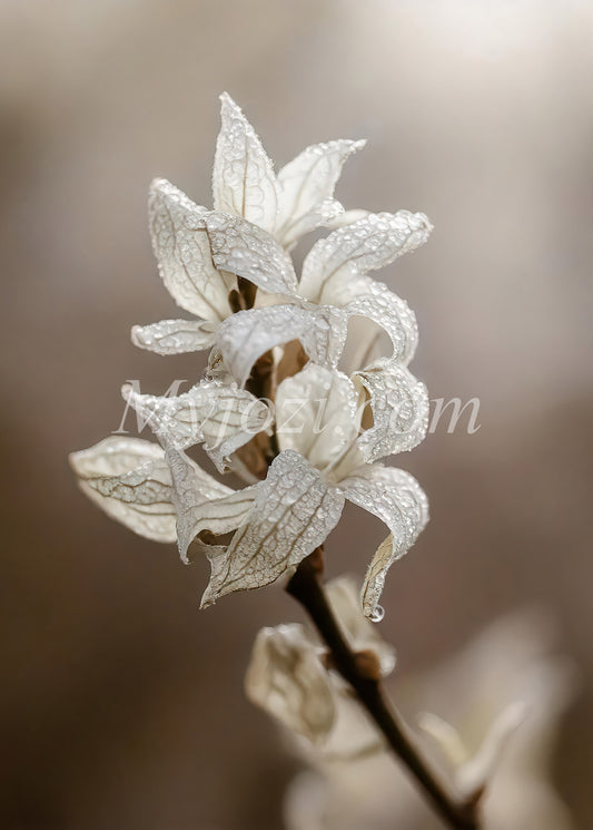 Fotoposter Liljio Vesita för tidlös atmosfär och lugn i ditt hem