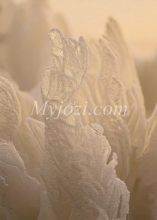 Elegant fotokonst för en avkopplande atmosfär med naturens harmoni.