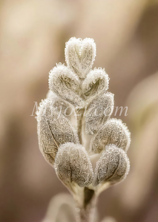 Poster Frosia Deluna - Skapa en avkopplande atmosfär med tidlös fotokonst.