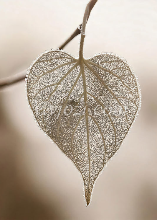 Poster Delunia Vilia - Tidlös fotokonst med naturens lugn och skönhet, perfekt för varje rum.
