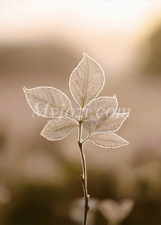 Tidlös fotokonst för en avkopplande atmosfär i ditt hem.